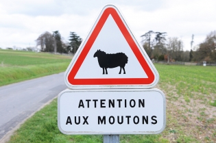 moutons 