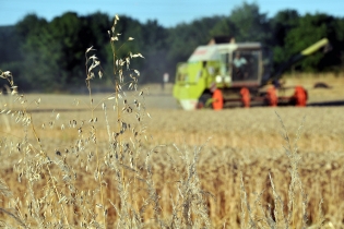 moisson blé moissonneuse - entre Avrillé et Cantenay-Epinard. 
