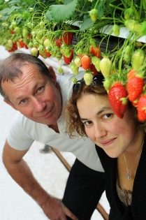 producteur fraises 