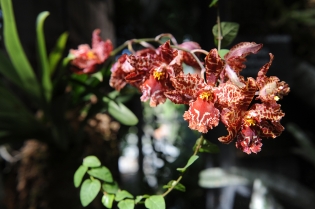 orchidées orchidées - serre orchidées/papillons
