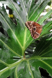papillon papillon - serre orchidées/papillons.
