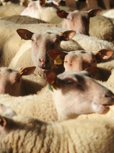 moutons moutons/bergerie