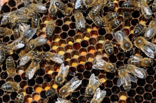 abeilles/miel 